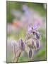 Usa, Washington State. Snoqualmie Valley, backlit Borage close-up-Merrill Images-Mounted Photographic Print