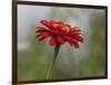 Usa, Washington State. Snoqualmie Valley, common Zinnia close-up-Merrill Images-Framed Photographic Print