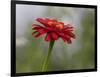 Usa, Washington State. Snoqualmie Valley, common Zinnia close-up-Merrill Images-Framed Photographic Print