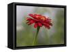 Usa, Washington State. Snoqualmie Valley, common Zinnia close-up-Merrill Images-Framed Stretched Canvas