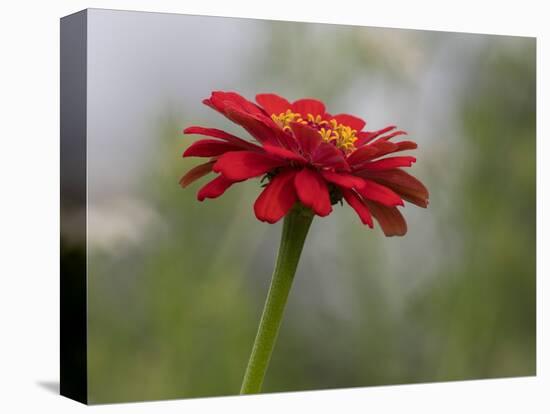 Usa, Washington State. Snoqualmie Valley, common Zinnia close-up-Merrill Images-Stretched Canvas