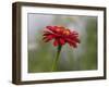 Usa, Washington State. Snoqualmie Valley, common Zinnia close-up-Merrill Images-Framed Photographic Print