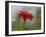 Usa, Washington State. Snoqualmie Valley, common Zinnia close-up-Merrill Images-Framed Photographic Print