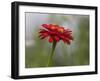 Usa, Washington State. Snoqualmie Valley, common Zinnia close-up-Merrill Images-Framed Photographic Print