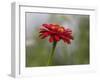 Usa, Washington State. Snoqualmie Valley, common Zinnia close-up-Merrill Images-Framed Photographic Print