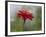 Usa, Washington State. Snoqualmie Valley, common Zinnia close-up-Merrill Images-Framed Photographic Print