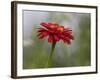 Usa, Washington State. Snoqualmie Valley, common Zinnia close-up-Merrill Images-Framed Photographic Print