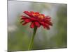 Usa, Washington State. Snoqualmie Valley, common Zinnia close-up-Merrill Images-Mounted Photographic Print