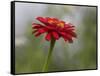 Usa, Washington State. Snoqualmie Valley, common Zinnia close-up-Merrill Images-Framed Stretched Canvas