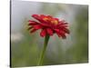 Usa, Washington State. Snoqualmie Valley, common Zinnia close-up-Merrill Images-Stretched Canvas