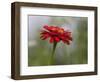 Usa, Washington State. Snoqualmie Valley, common Zinnia close-up-Merrill Images-Framed Photographic Print