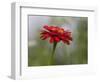 Usa, Washington State. Snoqualmie Valley, common Zinnia close-up-Merrill Images-Framed Photographic Print