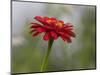 Usa, Washington State. Snoqualmie Valley, common Zinnia close-up-Merrill Images-Mounted Photographic Print