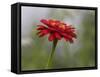 Usa, Washington State. Snoqualmie Valley, common Zinnia close-up-Merrill Images-Framed Stretched Canvas