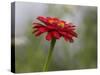 Usa, Washington State. Snoqualmie Valley, common Zinnia close-up-Merrill Images-Stretched Canvas