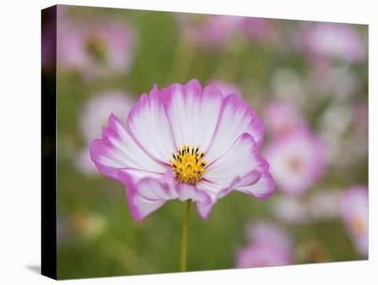 Usa, Washington State. Snoqualmie Valley, pink and white Garden cosmos in field on farm-Merrill Images-Stretched Canvas