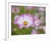 Usa, Washington State. Snoqualmie Valley, pink and white Garden cosmos in field on farm-Merrill Images-Framed Photographic Print