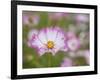 Usa, Washington State. Snoqualmie Valley, pink and white Garden cosmos in field on farm-Merrill Images-Framed Photographic Print