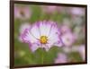 Usa, Washington State. Snoqualmie Valley, pink and white Garden cosmos in field on farm-Merrill Images-Framed Photographic Print