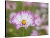 Usa, Washington State. Snoqualmie Valley, pink and white Garden cosmos in field on farm-Merrill Images-Stretched Canvas