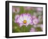 Usa, Washington State. Snoqualmie Valley, pink and white Garden cosmos in field on farm-Merrill Images-Framed Photographic Print