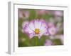 Usa, Washington State. Snoqualmie Valley, pink and white Garden cosmos in field on farm-Merrill Images-Framed Photographic Print