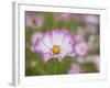 Usa, Washington State. Snoqualmie Valley, pink and white Garden cosmos in field on farm-Merrill Images-Framed Photographic Print