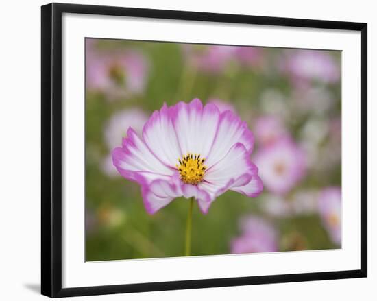 Usa, Washington State. Snoqualmie Valley, pink and white Garden cosmos in field on farm-Merrill Images-Framed Photographic Print