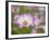 Usa, Washington State. Snoqualmie Valley, pink and white Garden cosmos in field on farm-Merrill Images-Framed Photographic Print