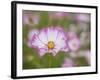 Usa, Washington State. Snoqualmie Valley, pink and white Garden cosmos in field on farm-Merrill Images-Framed Photographic Print