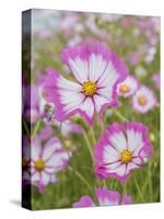 Usa, Washington State. Snoqualmie Valley, pink and white Garden cosmos in field on farm-Merrill Images-Stretched Canvas