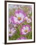 Usa, Washington State. Snoqualmie Valley, pink and white Garden cosmos in field on farm-Merrill Images-Framed Photographic Print