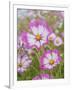 Usa, Washington State. Snoqualmie Valley, pink and white Garden cosmos in field on farm-Merrill Images-Framed Photographic Print