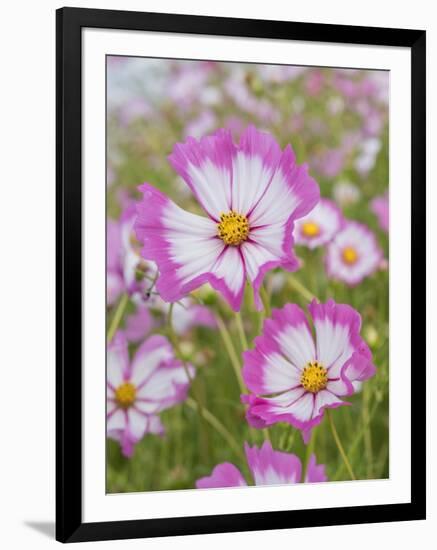 Usa, Washington State. Snoqualmie Valley, pink and white Garden cosmos in field on farm-Merrill Images-Framed Photographic Print