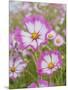 Usa, Washington State. Snoqualmie Valley, pink and white Garden cosmos in field on farm-Merrill Images-Mounted Photographic Print