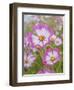 Usa, Washington State. Snoqualmie Valley, pink and white Garden cosmos in field on farm-Merrill Images-Framed Photographic Print