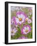 Usa, Washington State. Snoqualmie Valley, pink and white Garden cosmos in field on farm-Merrill Images-Framed Photographic Print