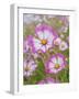 Usa, Washington State. Snoqualmie Valley, pink and white Garden cosmos in field on farm-Merrill Images-Framed Photographic Print