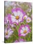 Usa, Washington State. Snoqualmie Valley, pink and white Garden cosmos in field on farm-Merrill Images-Stretched Canvas