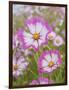 Usa, Washington State. Snoqualmie Valley, pink and white Garden cosmos in field on farm-Merrill Images-Framed Photographic Print