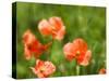 USA, Washington State, Spring Fire Poppies close up-Terry Eggers-Stretched Canvas