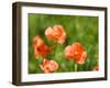 USA, Washington State, Spring Fire Poppies close up-Terry Eggers-Framed Photographic Print