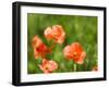 USA, Washington State, Spring Fire Poppies close up-Terry Eggers-Framed Photographic Print