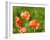 USA, Washington State, Spring Fire Poppies close up-Terry Eggers-Framed Photographic Print