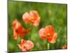 USA, Washington State, Spring Fire Poppies close up-Terry Eggers-Mounted Photographic Print