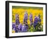 USA, Washington State. Springtime fields of Lupine and Arrowleaf Balsamroot near Dalles Mountain.-Julie Eggers-Framed Photographic Print