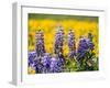 USA, Washington State. Springtime fields of Lupine and Arrowleaf Balsamroot near Dalles Mountain.-Julie Eggers-Framed Photographic Print
