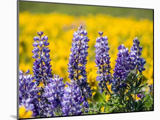 USA, Washington State. Springtime fields of Lupine and Arrowleaf Balsamroot near Dalles Mountain.-Julie Eggers-Mounted Photographic Print