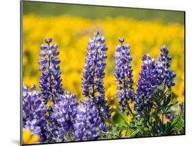 USA, Washington State. Springtime fields of Lupine and Arrowleaf Balsamroot near Dalles Mountain.-Julie Eggers-Mounted Photographic Print