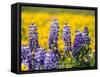 USA, Washington State. Springtime fields of Lupine and Arrowleaf Balsamroot near Dalles Mountain.-Julie Eggers-Framed Stretched Canvas